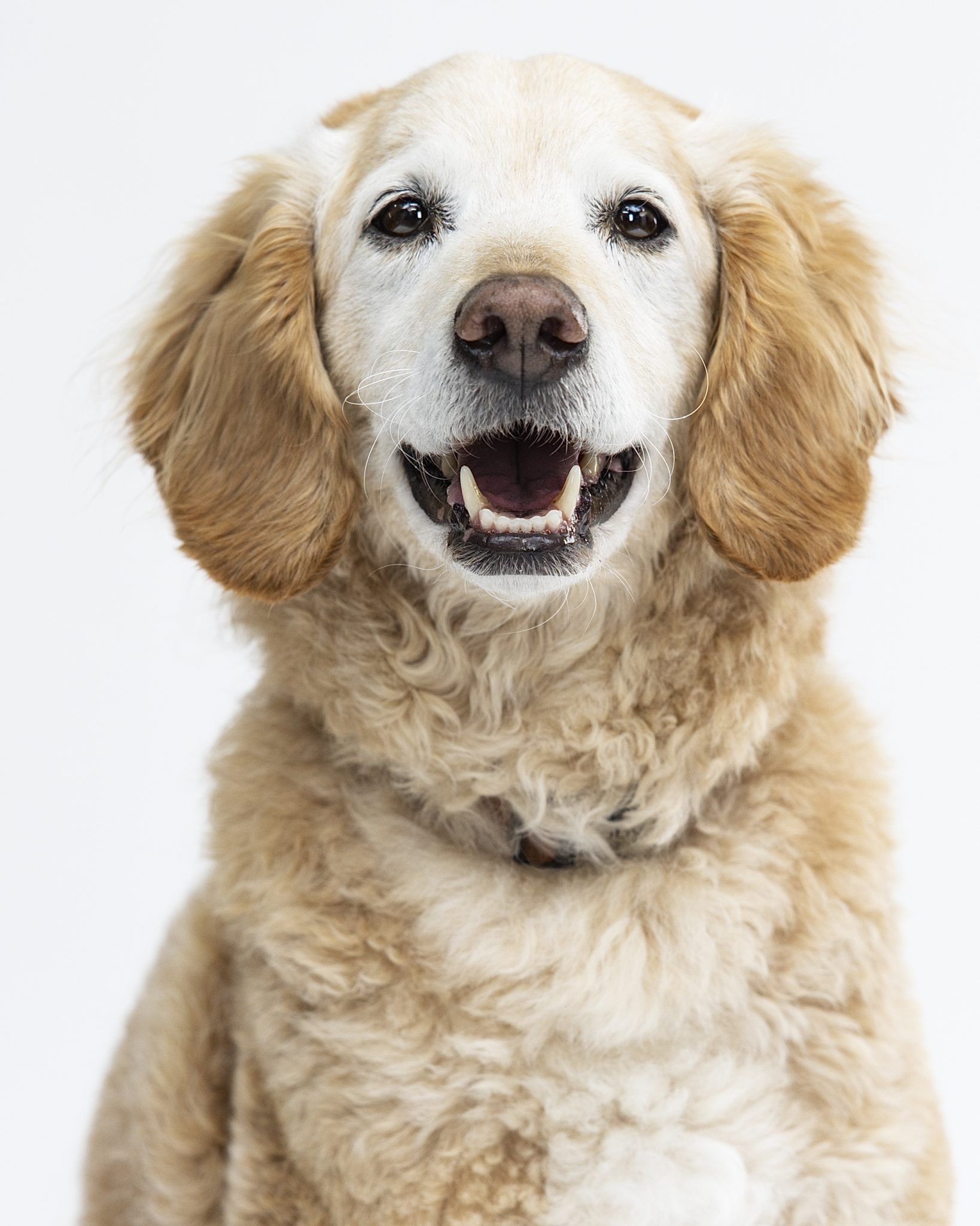 Dog Headshot