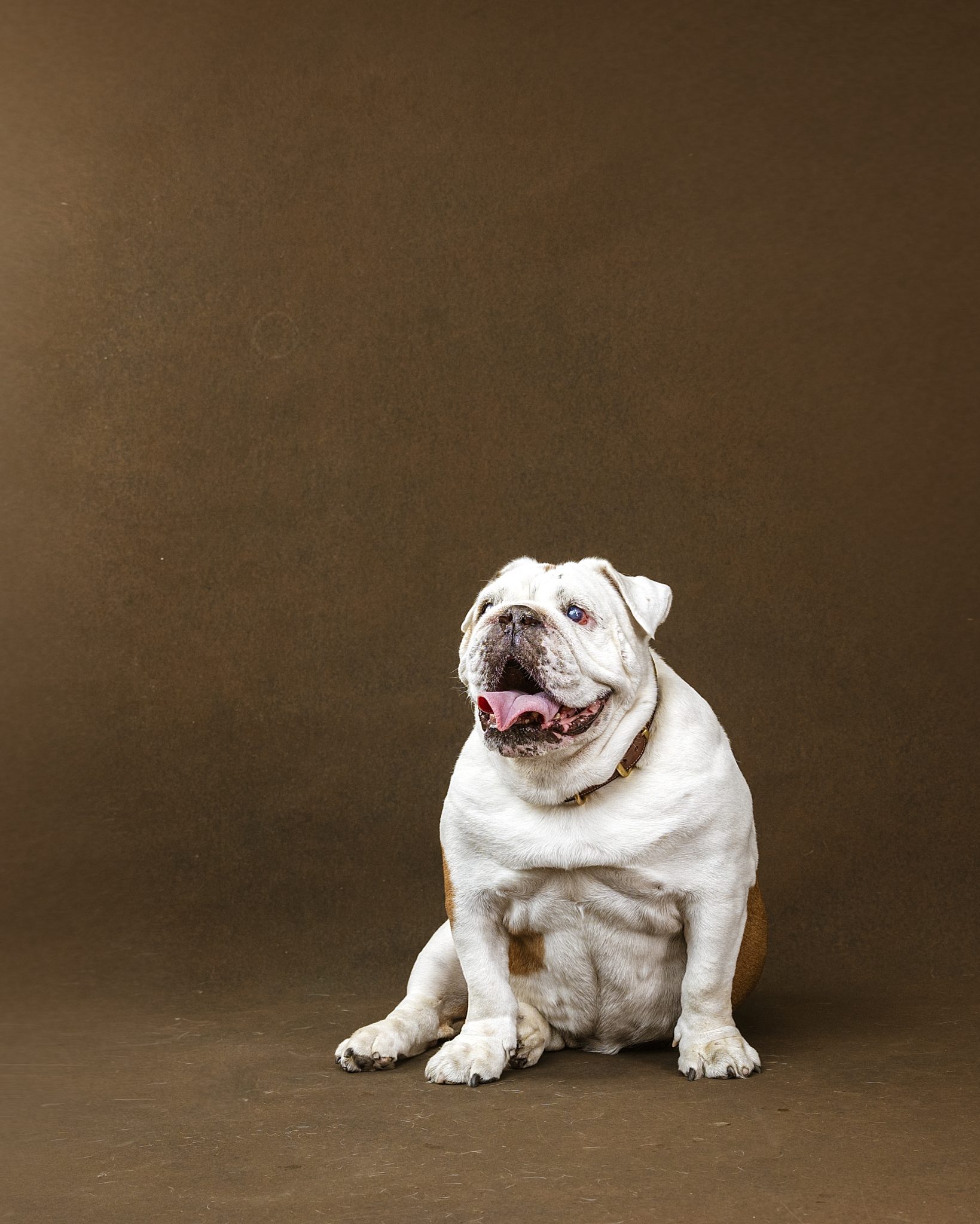 Bulldog Portrait